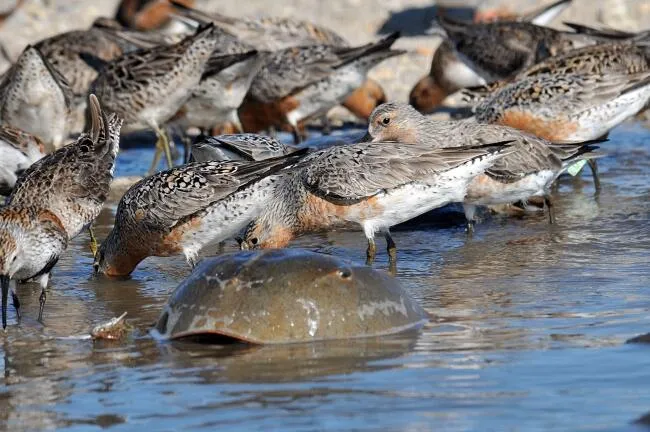 A horseshoe crab surrounded by rufa red knots on a beach in Delaware