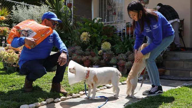 Two individuals interacting with two small dogs in a garden setting