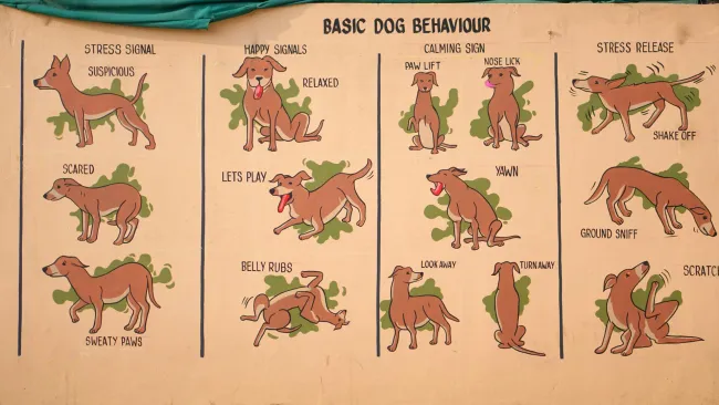Chart titled "Basic Dog Behaviour," featuring illustrated dogs demonstrating various behaviors.