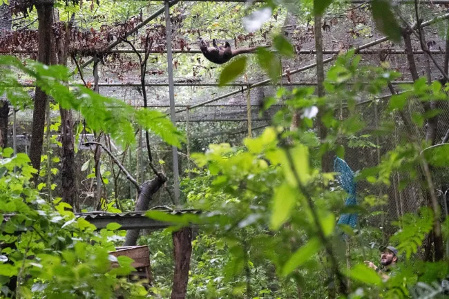 A coati evades ARCAS staff in his enclosure.