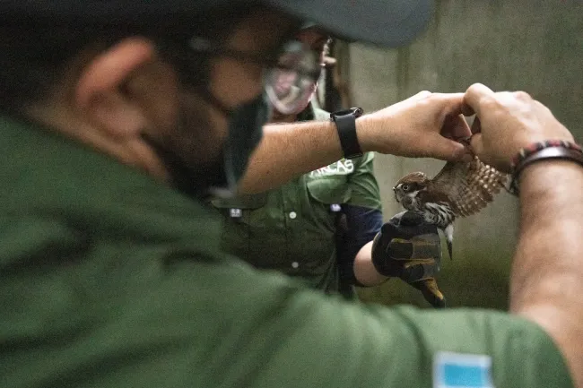 A pygmy owl a final check-up from an ARCAS veterinarian before they will be released back into the Mayan jungle of Guatemala.