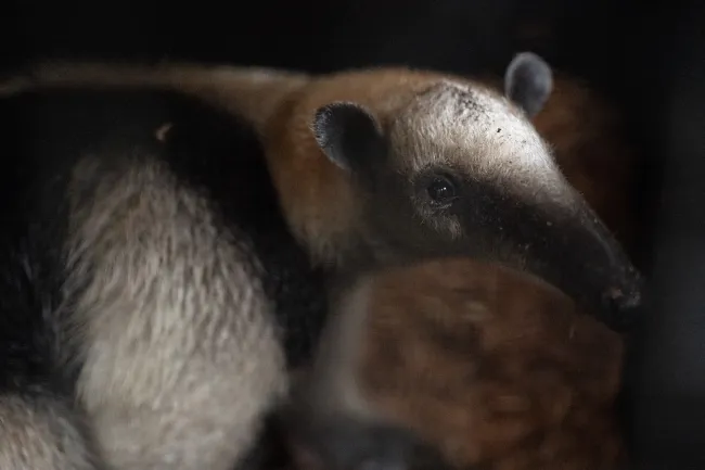 A close-up of a northern tamandua as they are transported by ARCAS and Humane World back into the wilds of Guatemala after being rescued and rehabilitated.