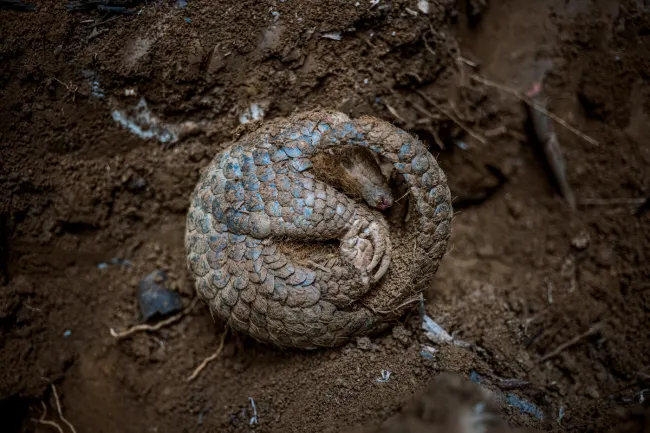 A pangolin rescued from the wildlife trade curls up at Save Vietnam's Wildlife rescue center in Cuc Phuong National Park.