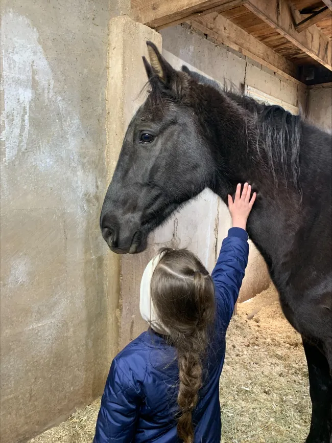 a person petting a horse
