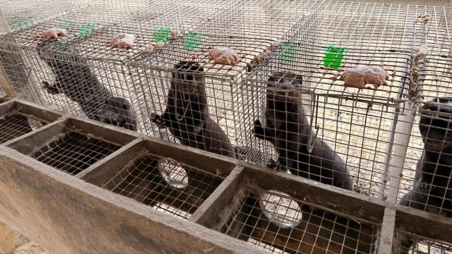 Shows a row of small metal cages with mink inside