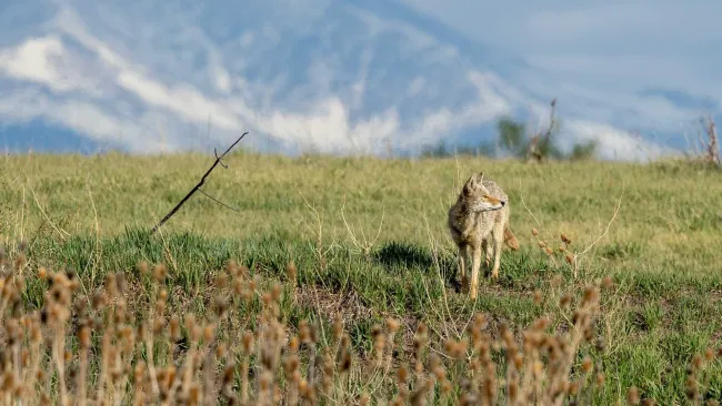 Coyote walking across a grassy field with a mountainous backdrop.