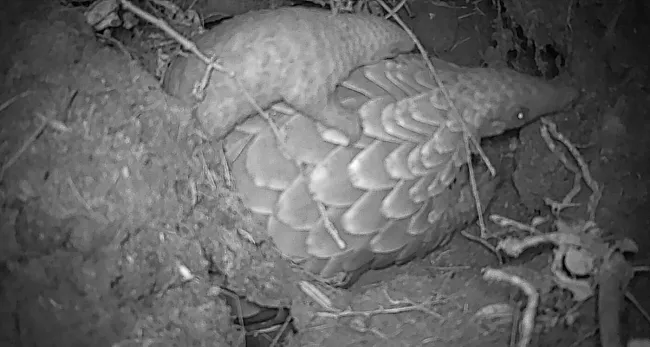 A camera trap photo showing an adult pangolin with her pup on her back.