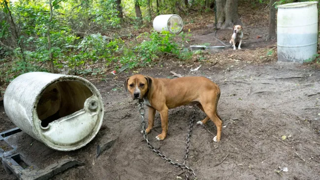 Two dogs are chained outdoors in a wooded area.