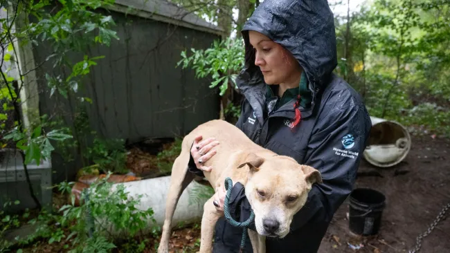A person in a rain jacket with the hood up is carrying a light tan dog in an outdoor, wooded area.