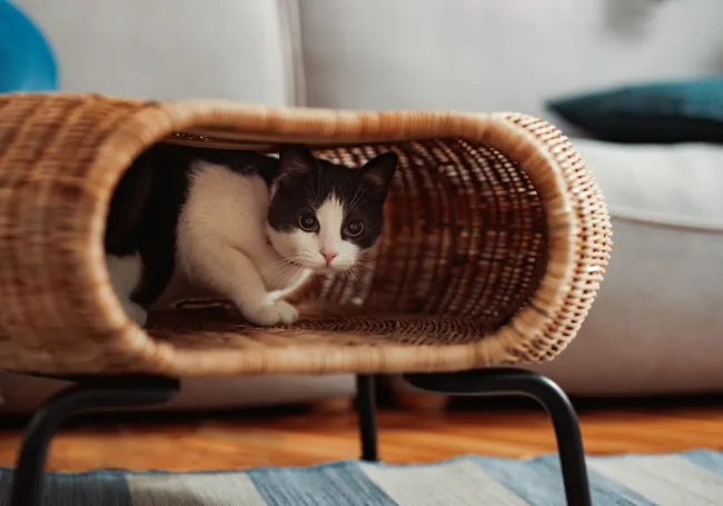 A black and white cat peeks out from her hiding place inside a fancy wicker stool in her home.