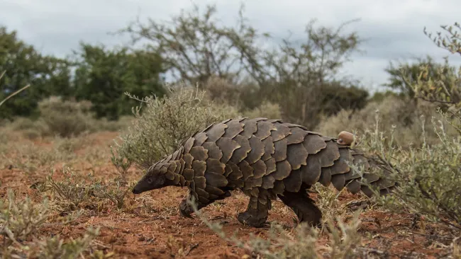 A Temminck's ground pangolin, rescued from the wildlife trade and fitted with a VHF telemetry unit to facilitate monitoring, is released back into the wild by Humane World partner African Pangolin Working Group.