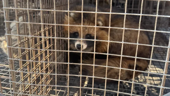 A small, foxlike animal with reddish-brown fur and a dark mask around its eyes is confined in a metal wire cage.