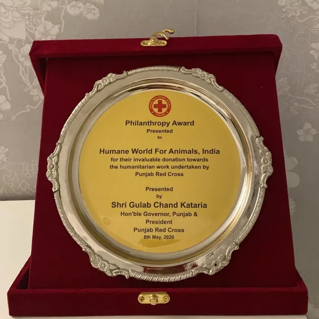 On World Red Cross Day, our Disaster Preparedness, Relief and Response team was recognized by the Indian Red Cross Society (Punjab State Branch) for supporting animals during the devastating Punjab floods of September 2025.