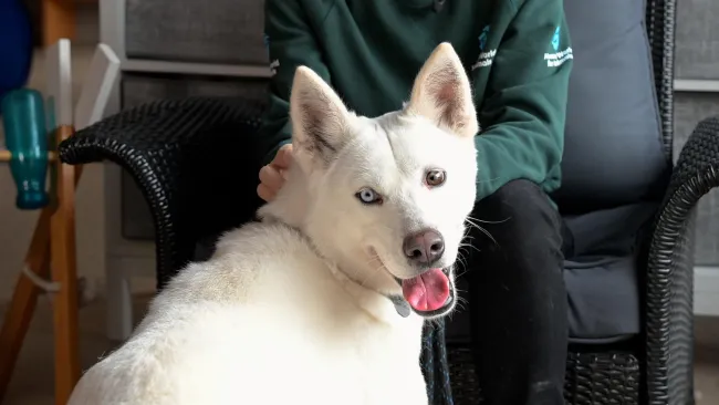 A person is gently petting a white dog's neck