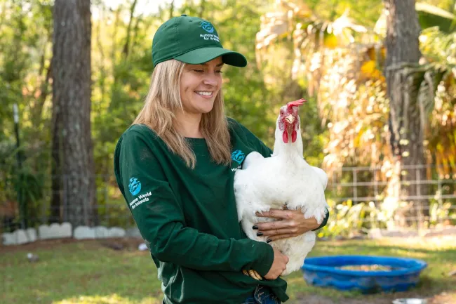 Humane World for Animals staff member holding a chicken