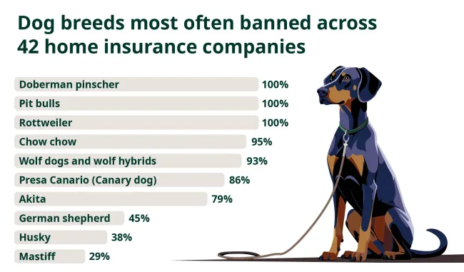 Bar chart titled “Dog breeds most often banned across 42 home insurance companies,” listing the percentage of companies that ban each breed: Doberman pinscher, pit bulls and Rottweiler at 100%; chow chow at 95%; wolf dogs and wolf hybrids at 93%; Presa Canario at 86%; Akita at 79%; German shepherd at 45%; husky at 38%; and mastiff at 29%. An illustration of a leashed Doberman sits beside the chart.