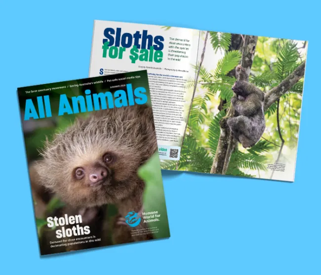 Summer 2026 issue of All Animals, opened to a feature on sloths. 