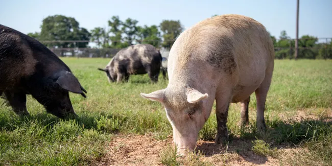 Pigs enjoying a beautiful day on the ranch. 