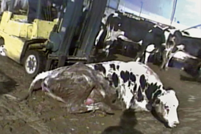 A sick cow lays down, unable to stand for slaughter. 