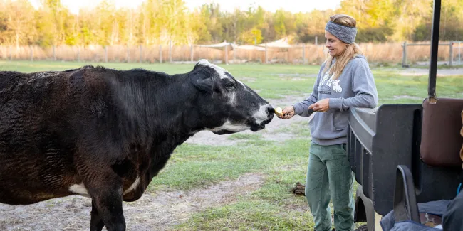 A woman feeds a cow at a farm. 