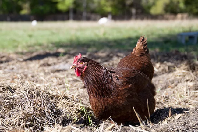 A red chicken enjoying a dust bath. 