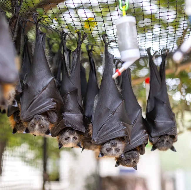 Several fruit bats hang upside down from mesh inside a rehabilitation enclosure.