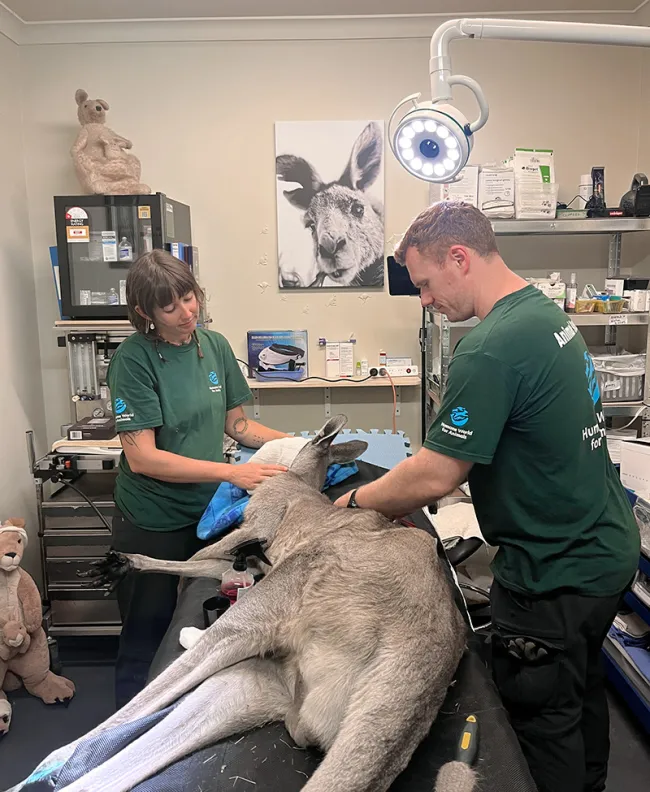 Two animal care workers examine a kangaroo lying on a treatment table in a veterinary room.