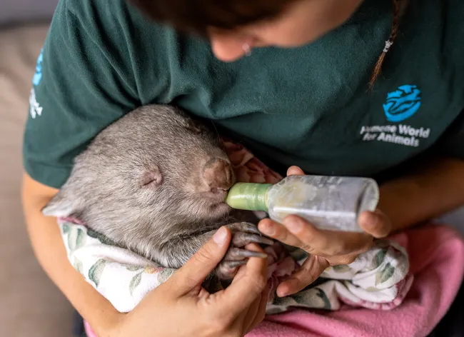 A caretaker bottle-feeds a baby wombat wrapped in a blanket.