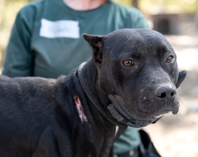 Close-up of a black dog with a neck wound resting against a rescue worker in an outdoor setting.