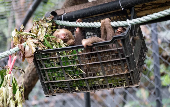 Young sloths lie in a hanging basket filled with leafy branches.