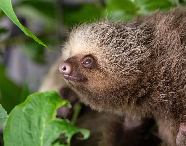 Close-up of a young sloth’s face and shaggy fur as the sloth rests among green leaves.