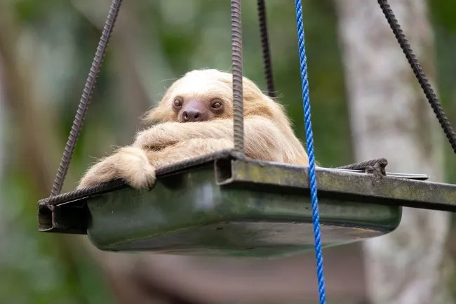 A pale-colored sloth lies on a suspended platform, with its face and front legs visible over the edge.