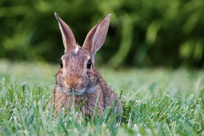 A rabbit sits in turfgrass. 