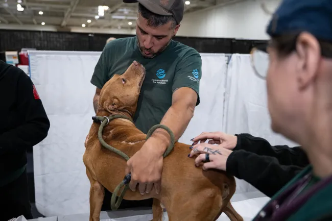 A tan dog with a long scar on his back twists to sniff the face of a Humane World for Animals staffer during a veterinary exam after being rescued from a dogfighting operation.