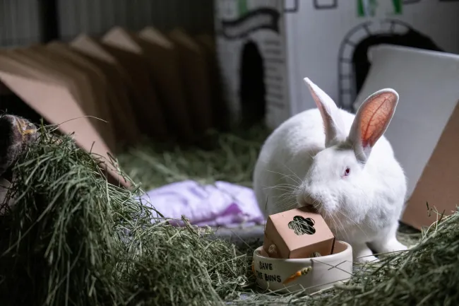 Crouton, a white rabbit rescued from an animal testing facility, spends time in his enclosure at Save the Buns.