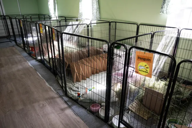 Rows of pens at Save the Buns, a rescue that helps bunnies who were used in animal testing. Each rabbit has their own pen with food, hay and comfort and enrichment objects. One rabbit near the bottom right corner noses a toy in their enclosure.