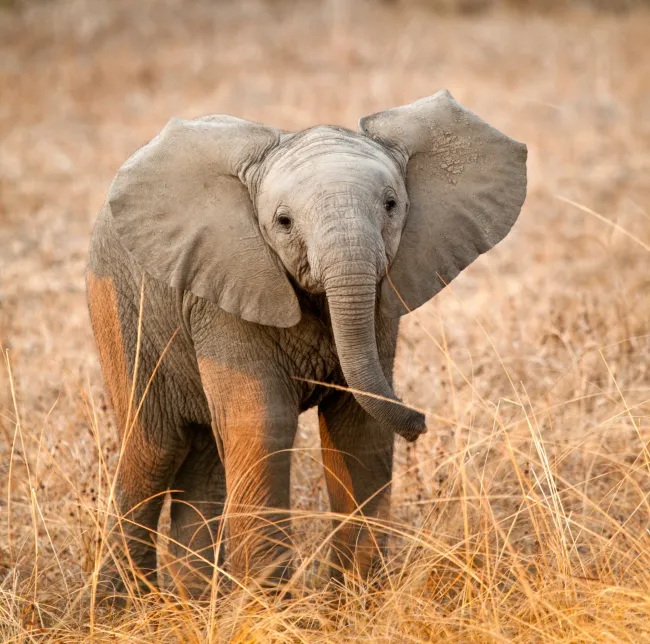 Baby elephant