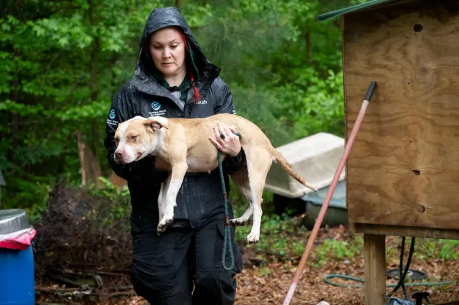 A Humane World for Animals team member carries a cream-colored dog away from an alleged dogfighting operation during an April 2026 rescue.