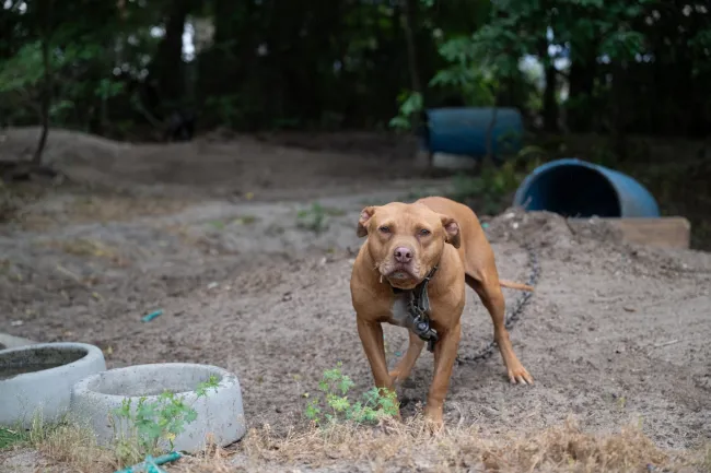A tan dog on a thick chain approaches Humane World for Animal rescuers. He is the victim of alleged dogfighting. 