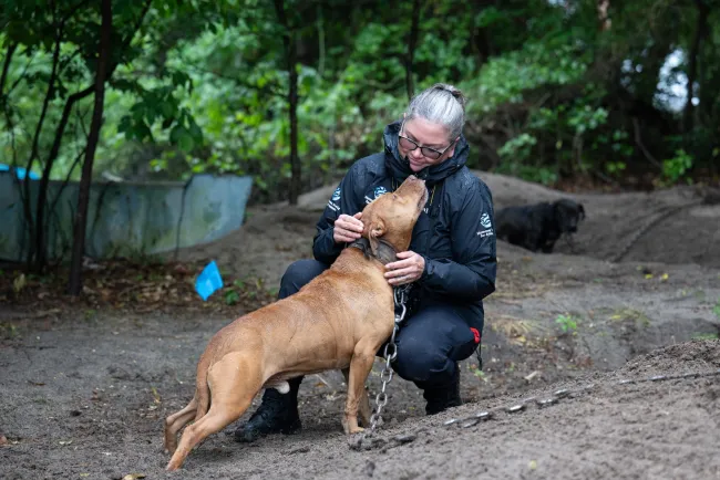 A tan dog greets a Humane World for Animals rescuer at an alleged dogfighting rescue in South Carolina.