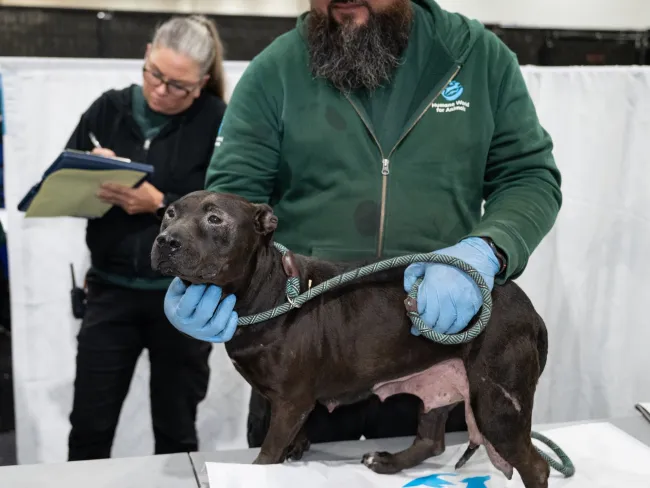 After being rescued from dogfighting, a black dog, nicknamed Pico, undergoes a veterinary care at our rehabilitation and care center. Humane World for Animals staffers comfort her while documenting the exam findings.
