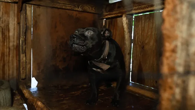 A black dog cowers in a dark, enclosed hut at an alleged dogfighting operation in South Carolina. Our Animal Rescue Team removed her for the property, provided veterinary care and is now supporting her through her recovery.