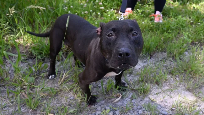 After being rescued from dogfighting, a black dog enjoys a walk outside our care center in Canada during her recovery.