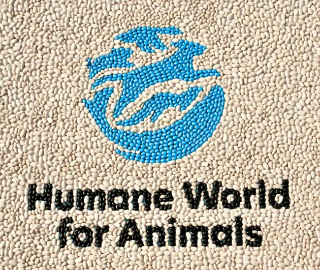Humane World for Animals in beans