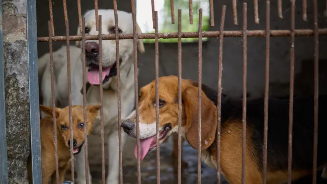Three dogs behind rusty metal bars in a kennel.