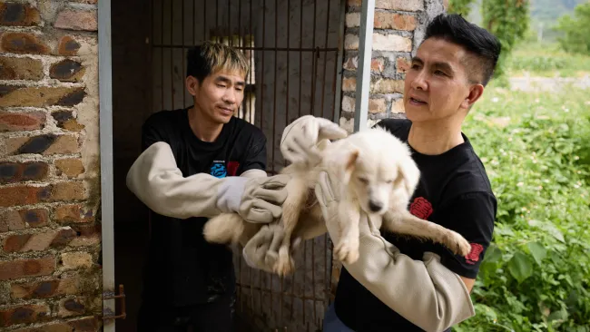 Two people wearing heavy gloves passing a small white dog between them. 