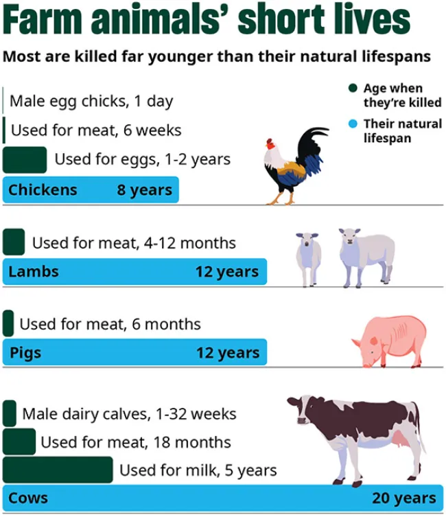 A graphic compares how long farm animals live naturally and when they are killed for meat or are done producing. 