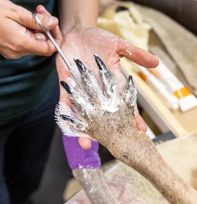 Close-up of a kangaroo’s bandaged paw being treated by a caregiver.