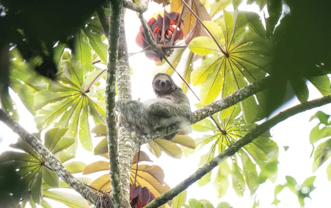 A sloth rests across a tree branch beneath large green leaves in the forest canopy.