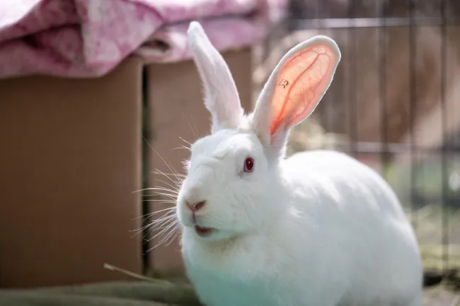 A white rabbit who was rescued from an animal testing facility spends time in her enclosure at Save the Buns.